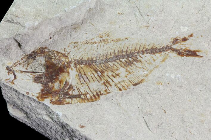Cretaceous Fossil Fish (Armigatus) - Lebanon #70033